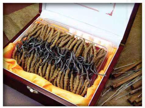 枫木镇冬虫夏草回收